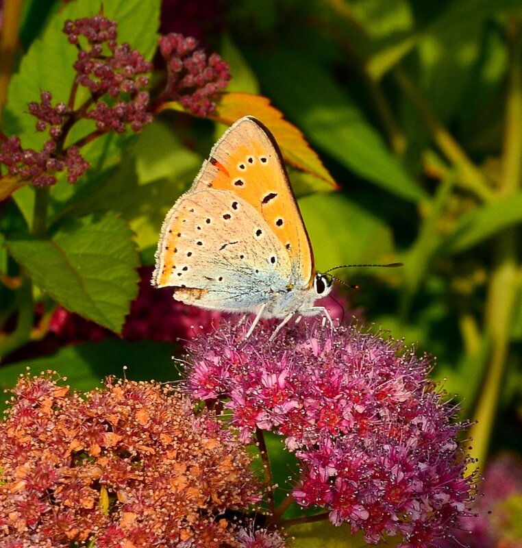 Butterfly smile donatella